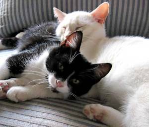 Cats snuggling on sofa.